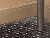 Mold on carpet