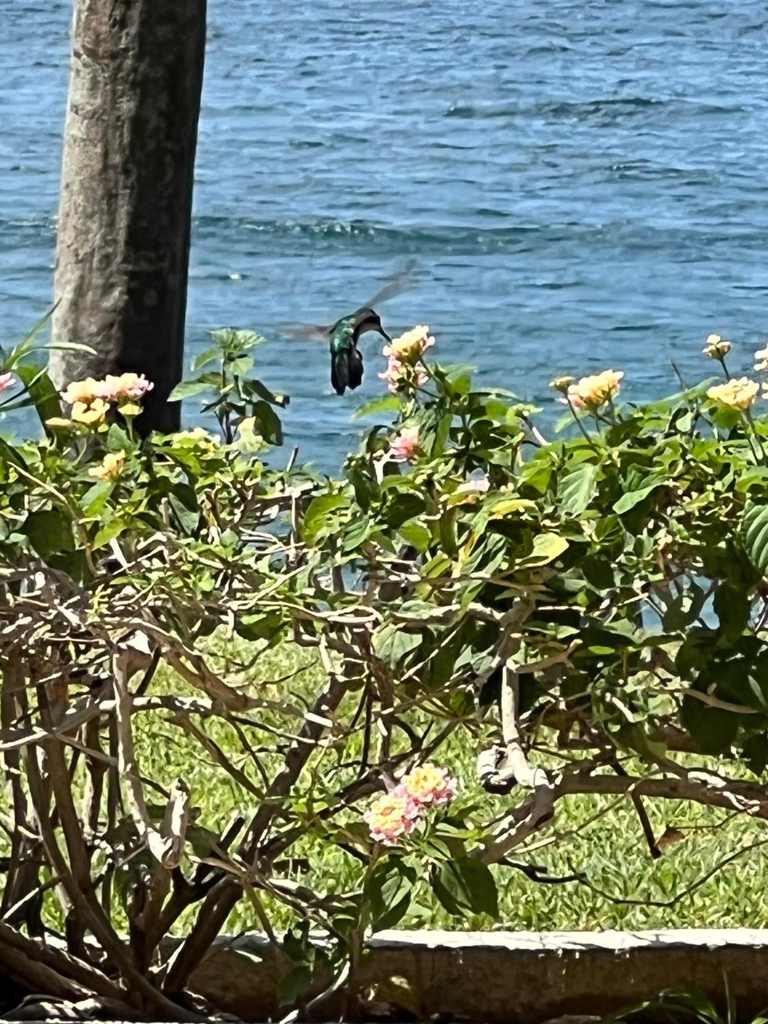 Hummingbird on patio