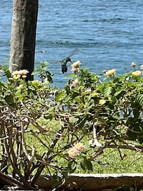 Hummingbird on patio