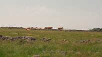 Le plateau de l'Aubrac