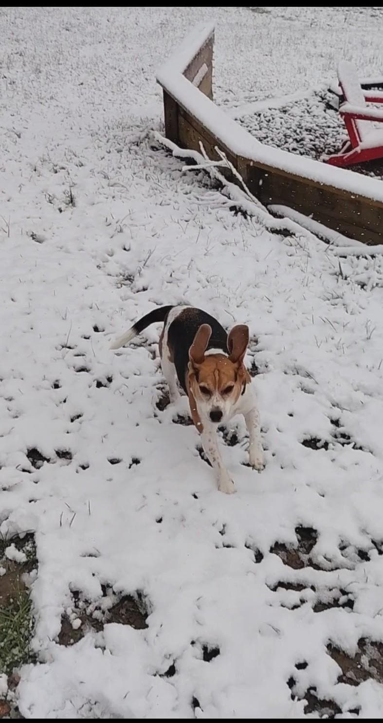 We loved that our dogs could run around carefree ❤️