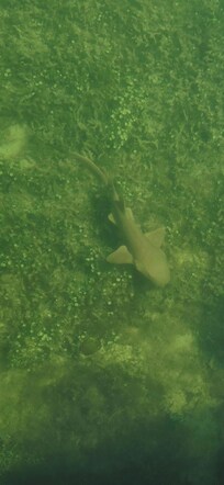 Baby nurse shark