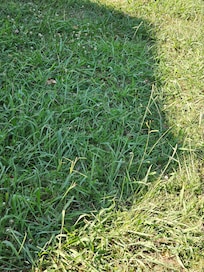 Knee high grass and mosquitos