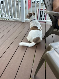 Relaxing on the deck
