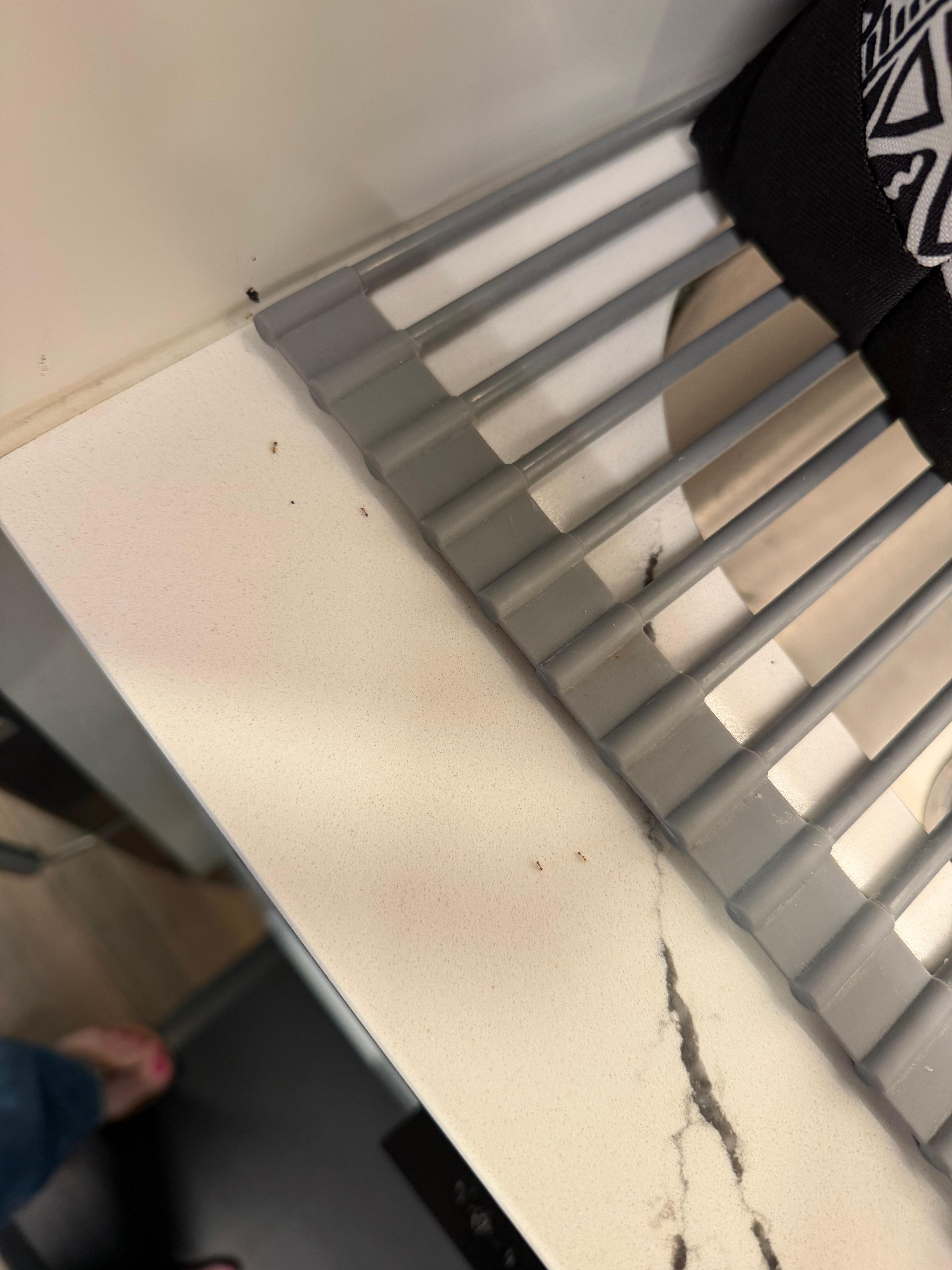 Ants kitchen counters 