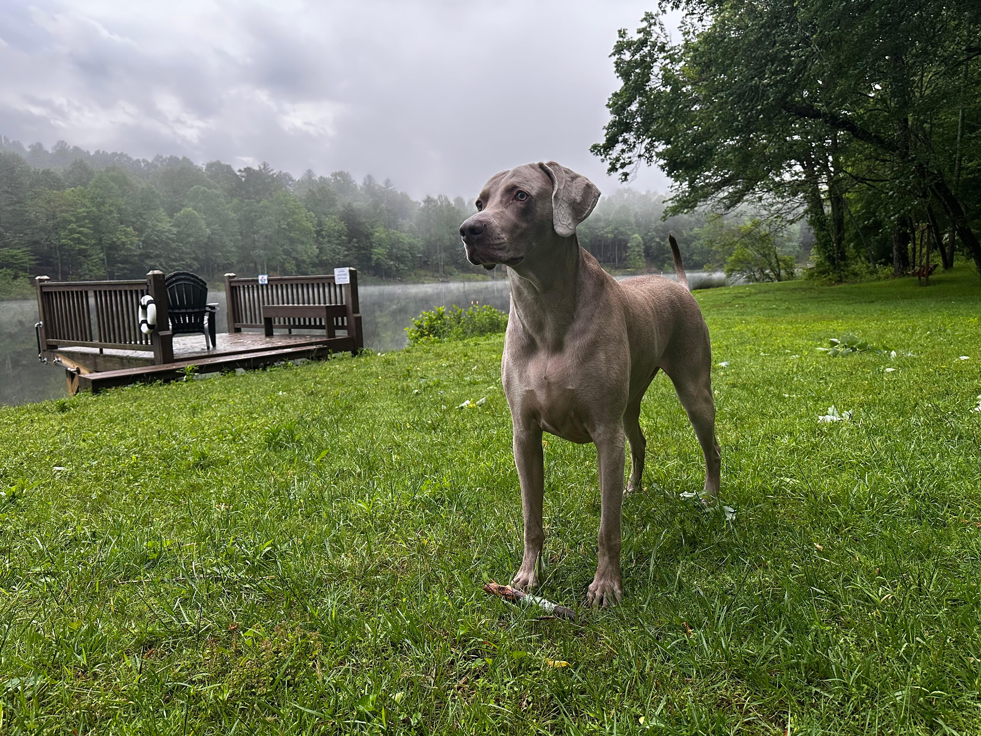 Our dog Baloo, he looks huge here but he isn't that big, loved having zoomies on the lawn and swimming in the lake.