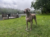 Our dog Baloo, he looks huge here but he isn't that big, loved having zoomies on the lawn and swimming in the lake.