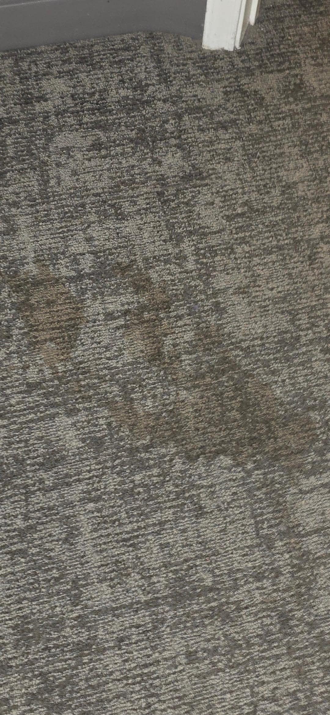 Dog diarrhea stain middle of the floor 