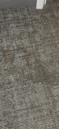 Dog diarrhea stain middle of the floor