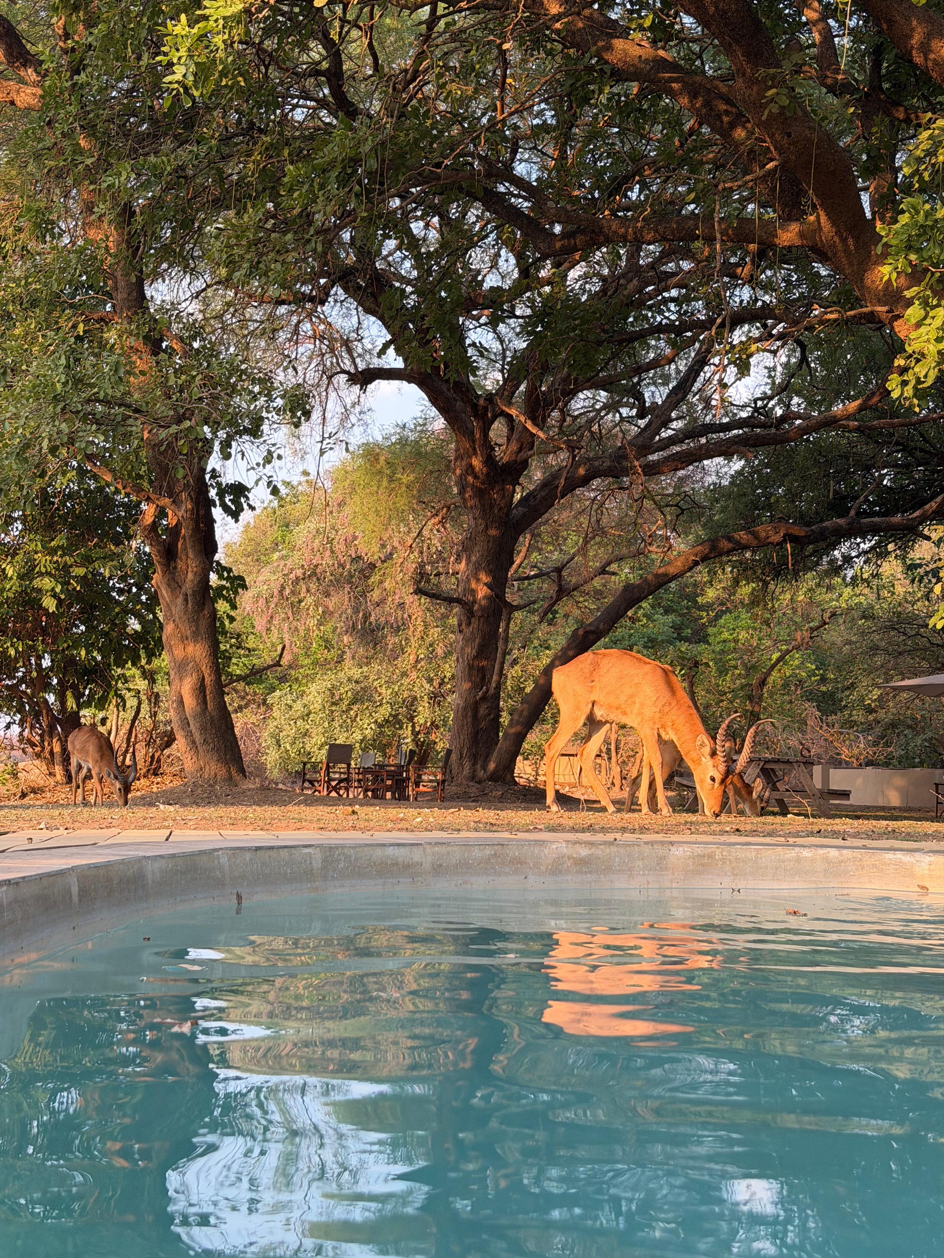 Animals grazing next to the pool