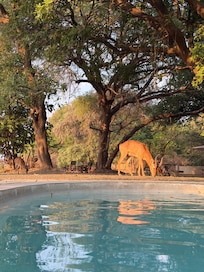 Animals grazing next to the pool