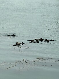 More Otters than We had ever seen in one location.