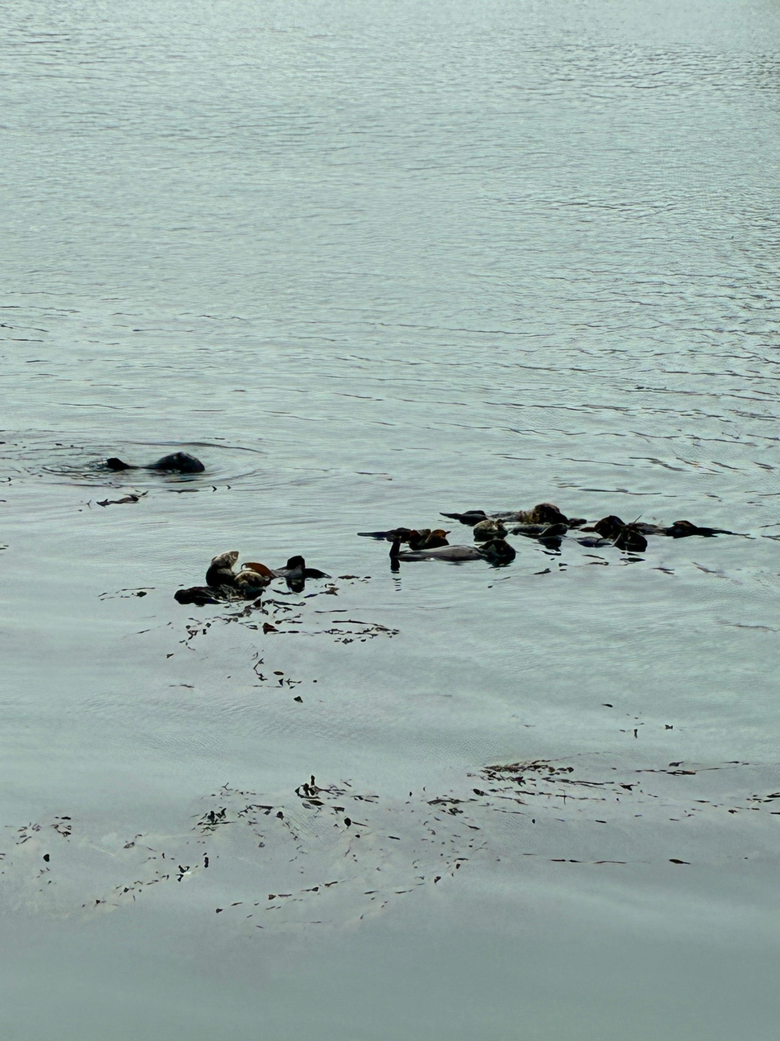 More Otters than We had ever seen in one location.