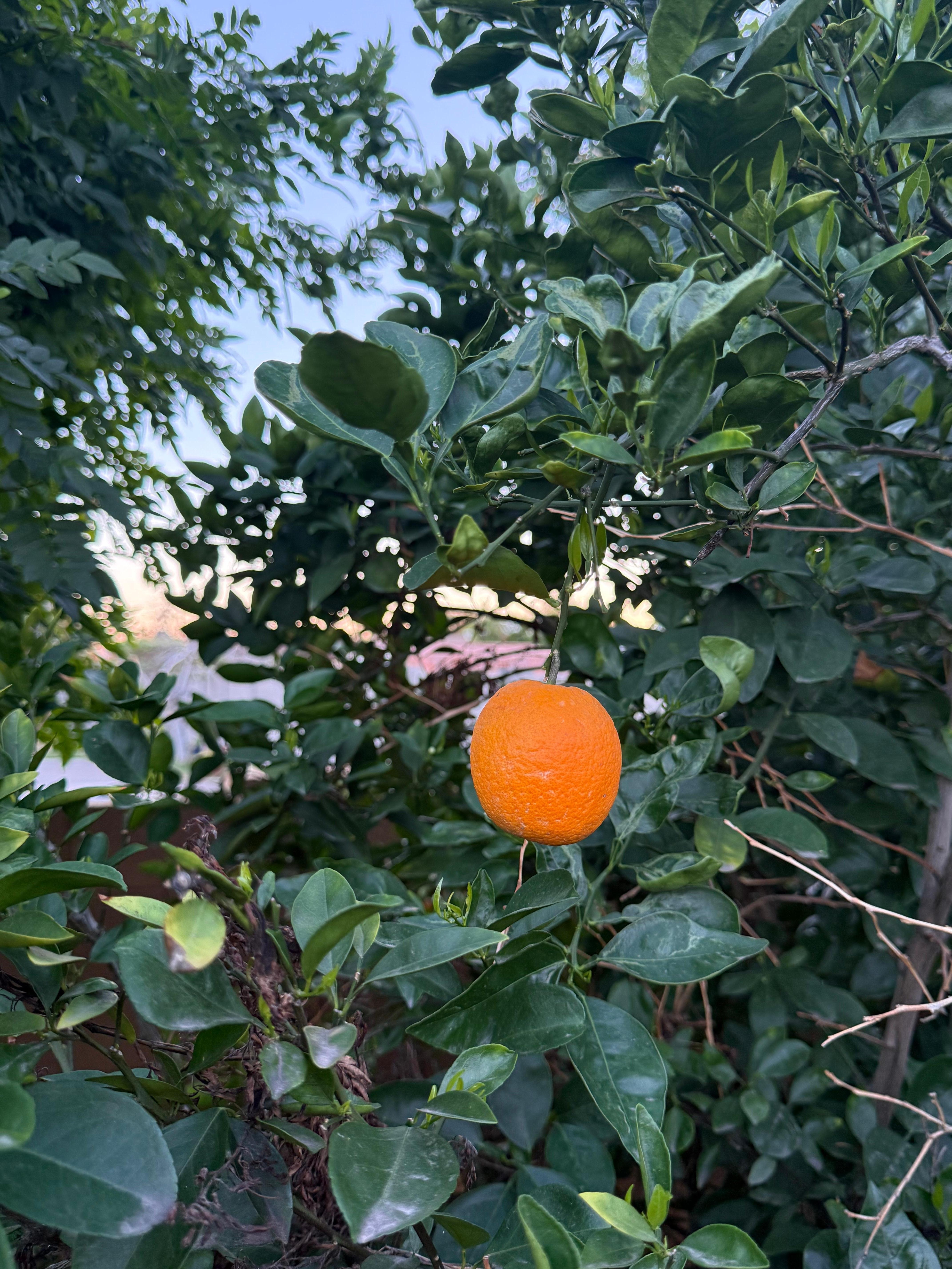 Fruit trees are exotic when you don’t come from an area that they thrive in