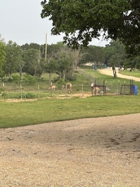 Deer