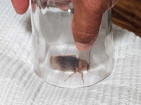 another cockroach we captured in a glass after it flew down from the wall