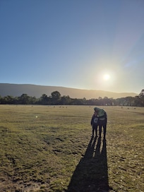 The paddock of kangaroos