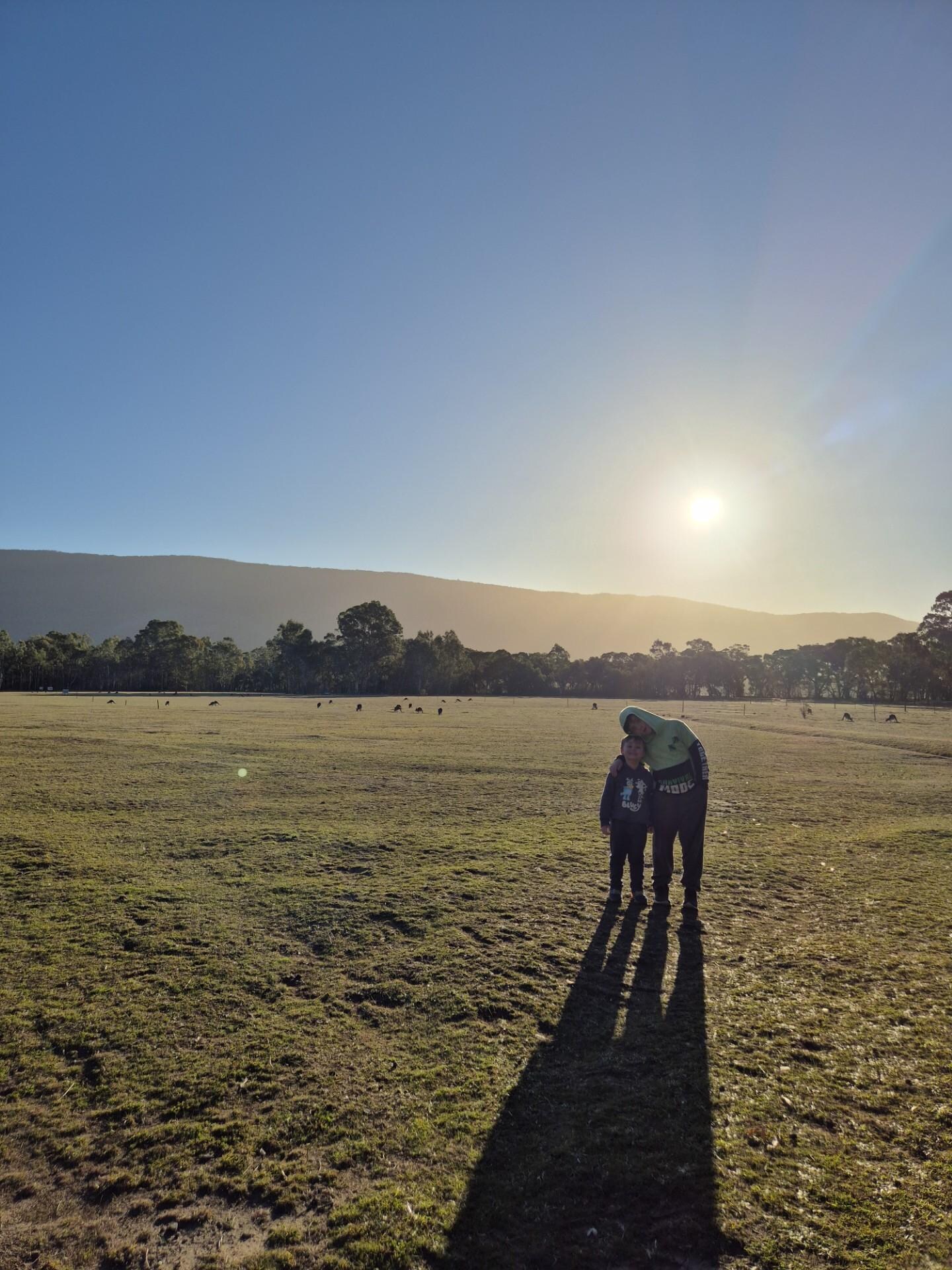 The paddock of kangaroos