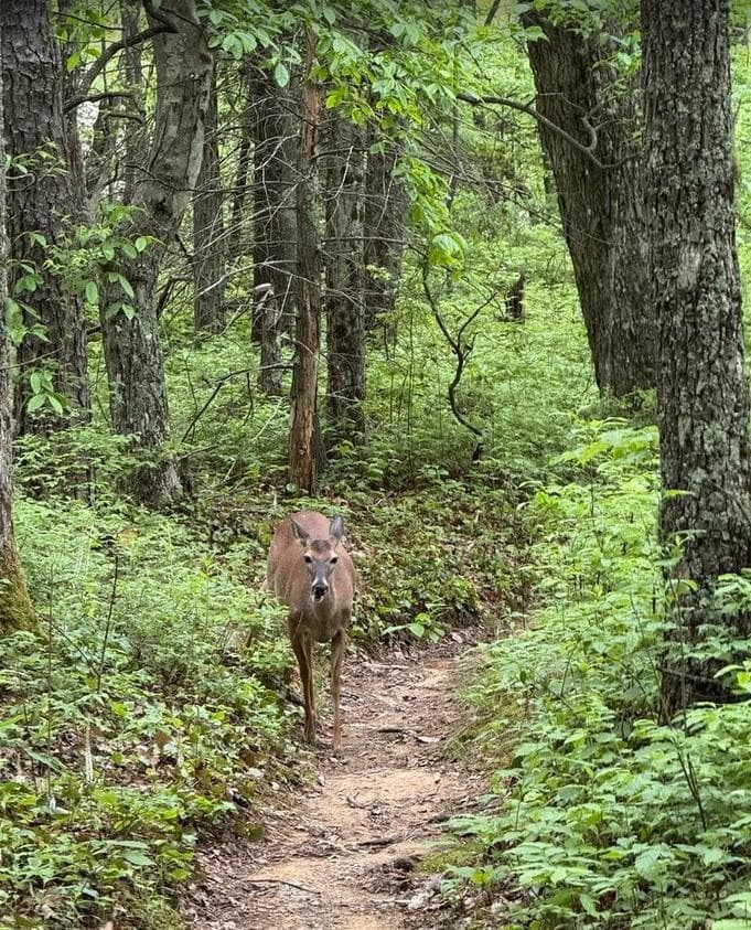 Walked by us while hiking on Gregory's Mountain