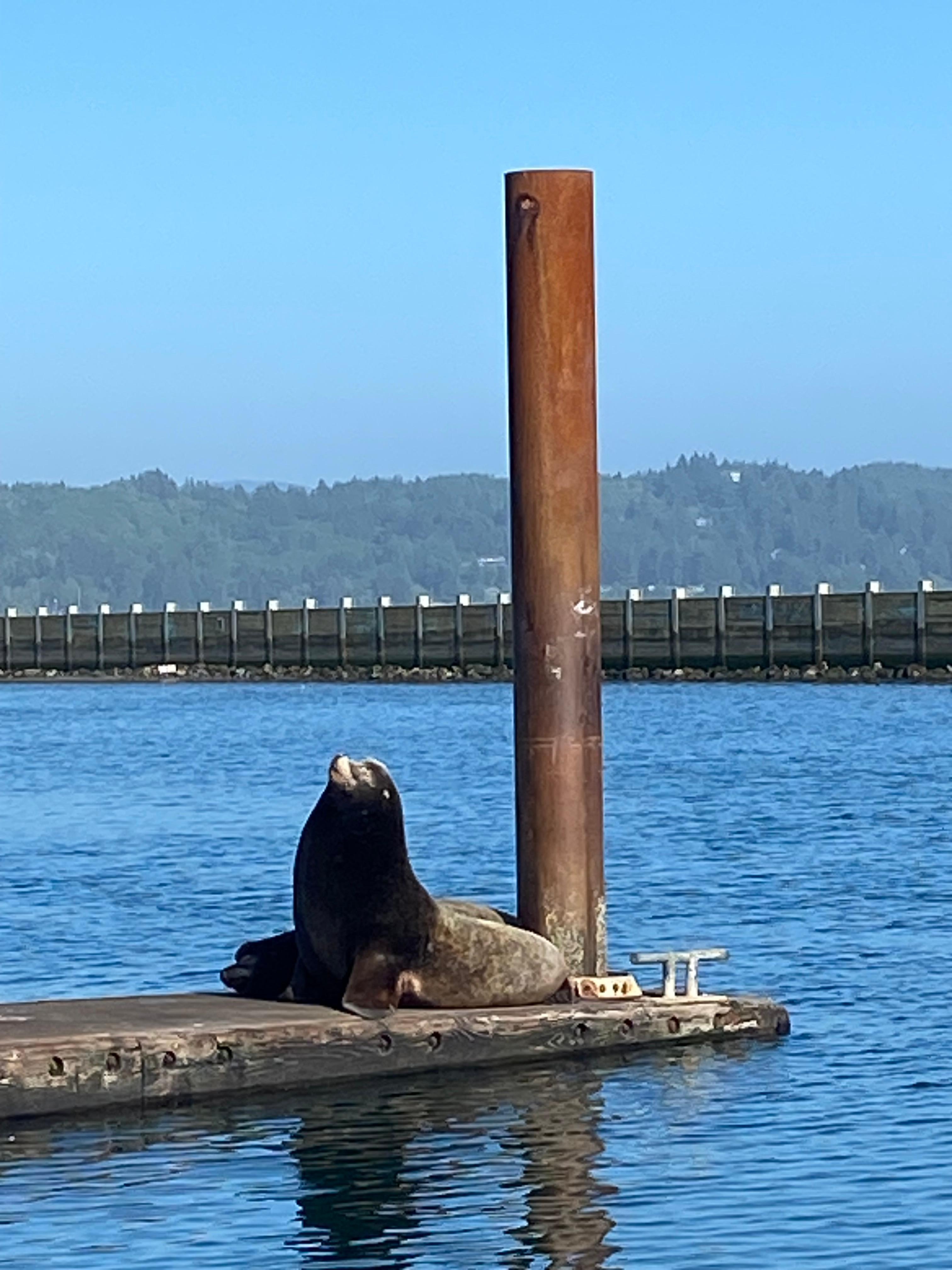 Joe recommends Local Ocean Seafood and it’s really great!
We watched the Sea Lions in Newport Historic Bayfront.