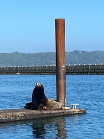 Joe recommends Local Ocean Seafood and it’s really great!
We watched the Sea Lions in Newport Historic Bayfront.