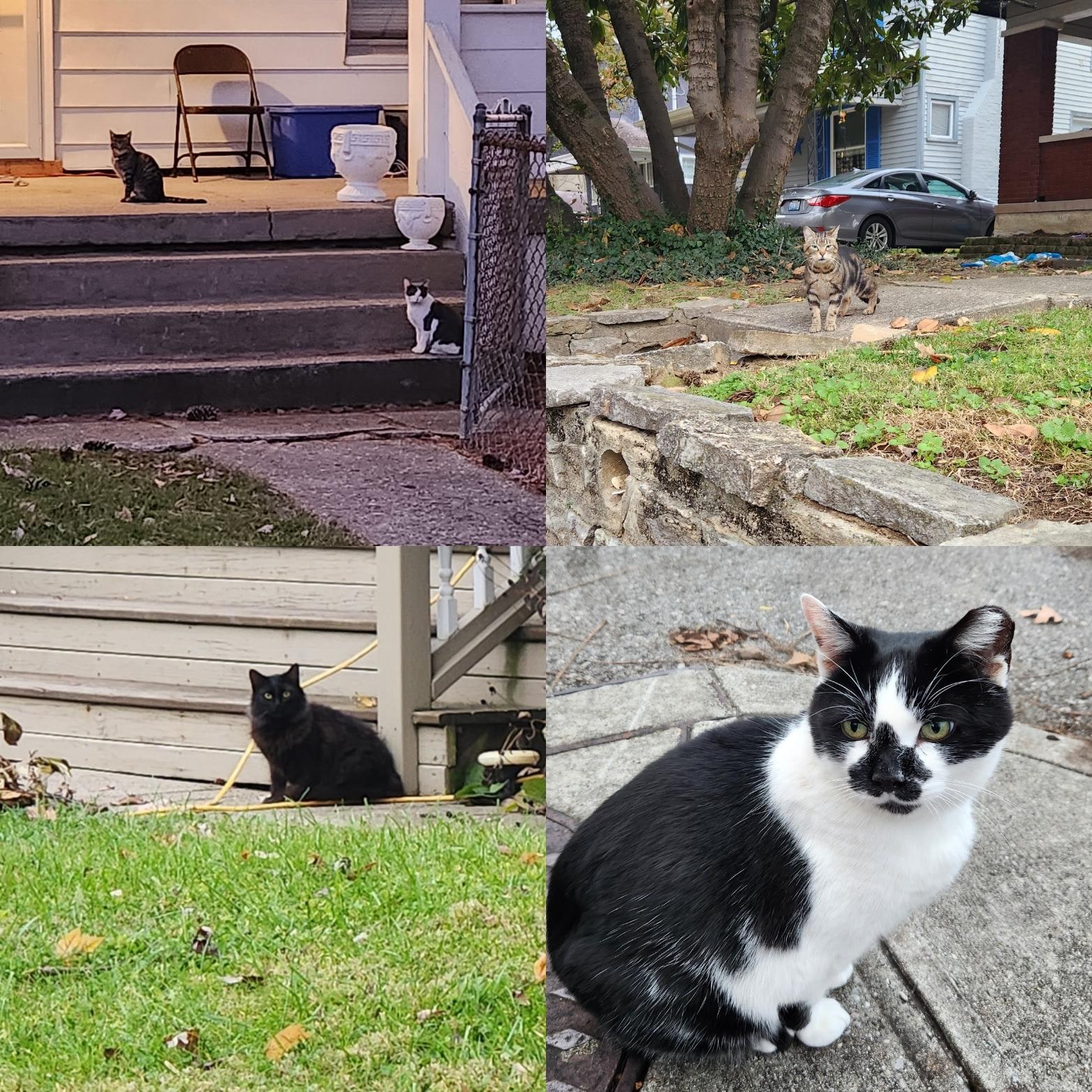 Some of the neighborhood cats