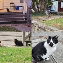 Some of the neighborhood cats