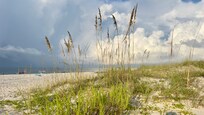 Sea oats and dunes