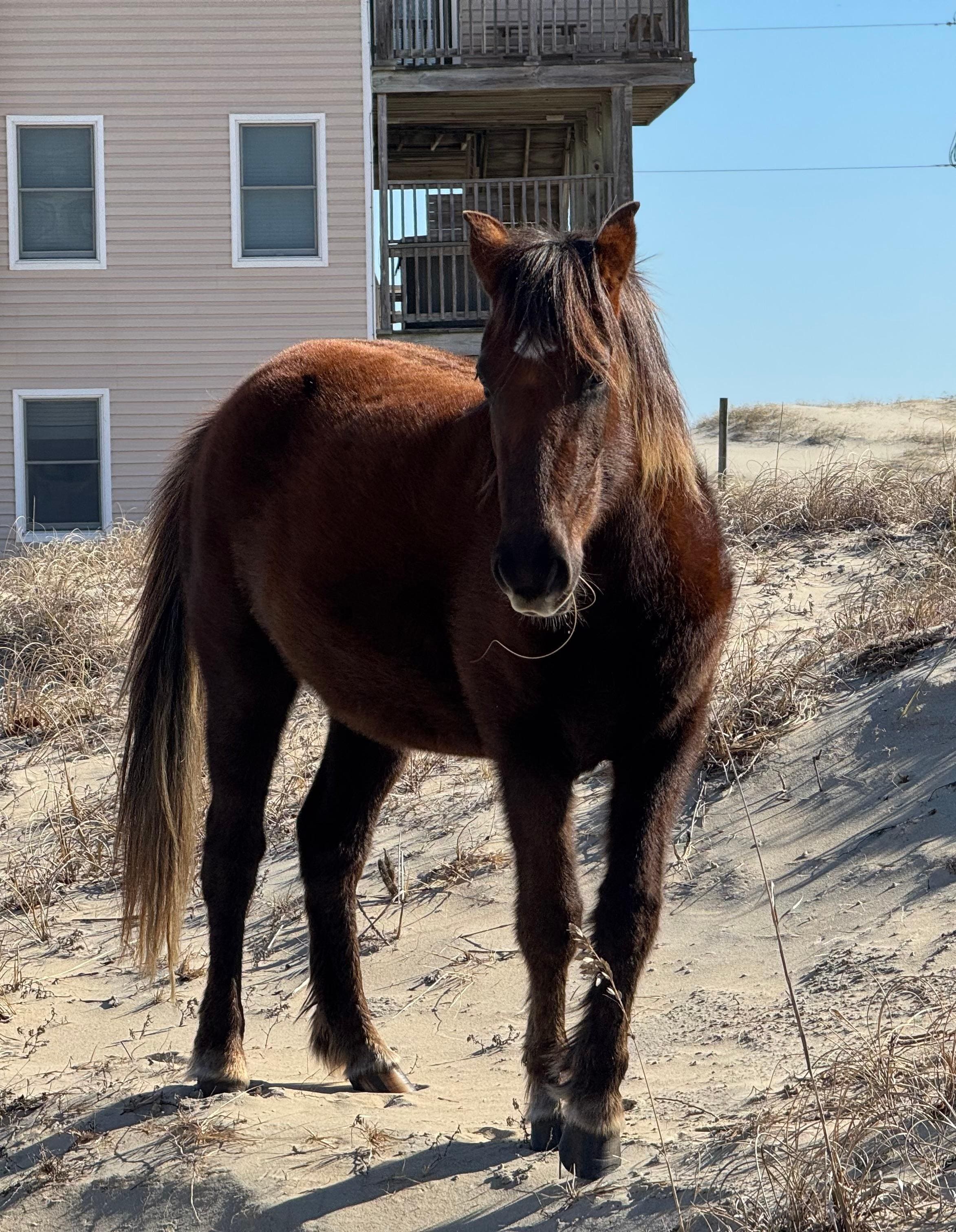 Wild horse on Swann Beach 