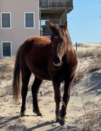 Wild horse on Swann Beach