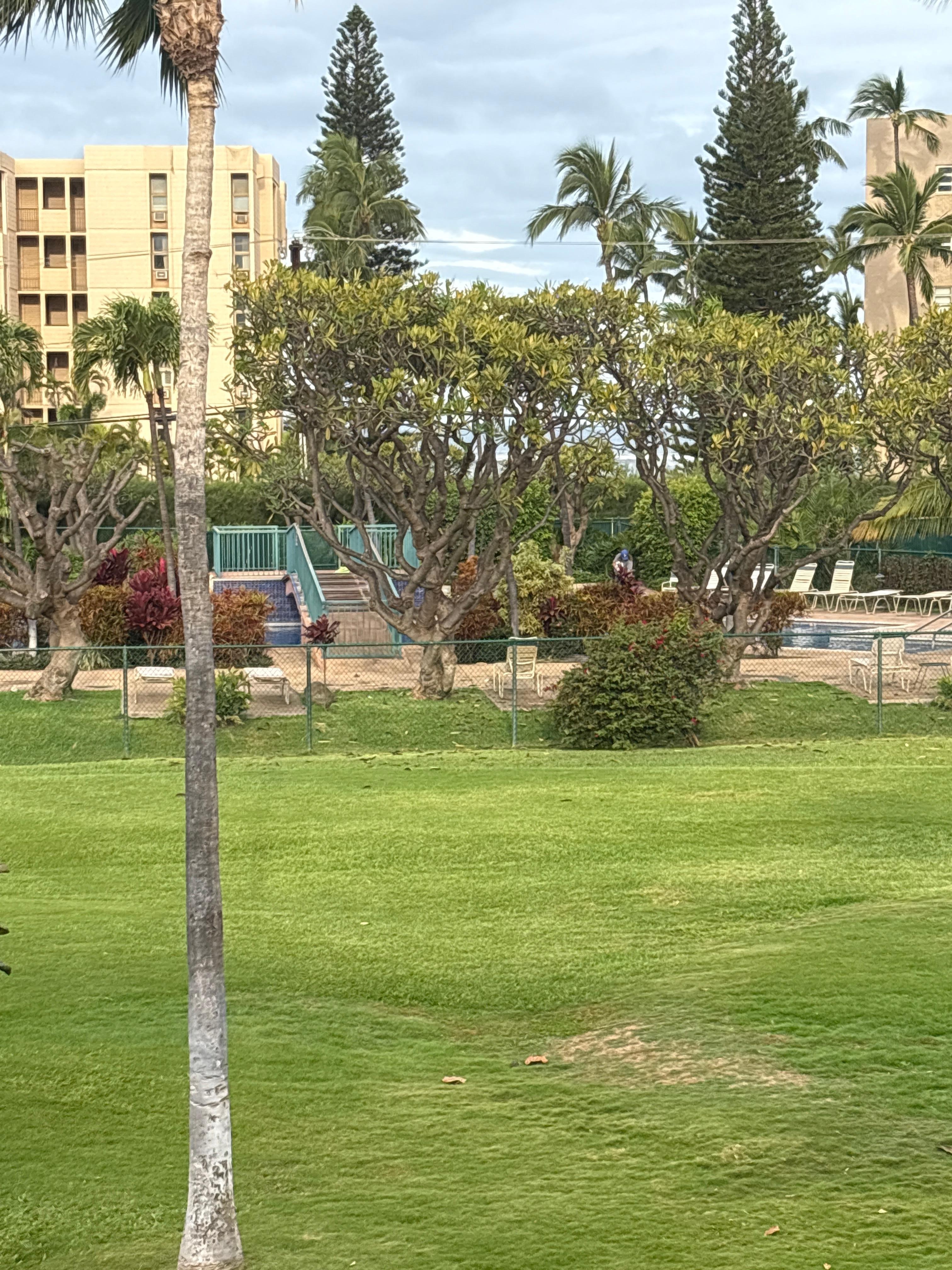 View from the balcony. Just beyond those trees, you can see the waves crashing!