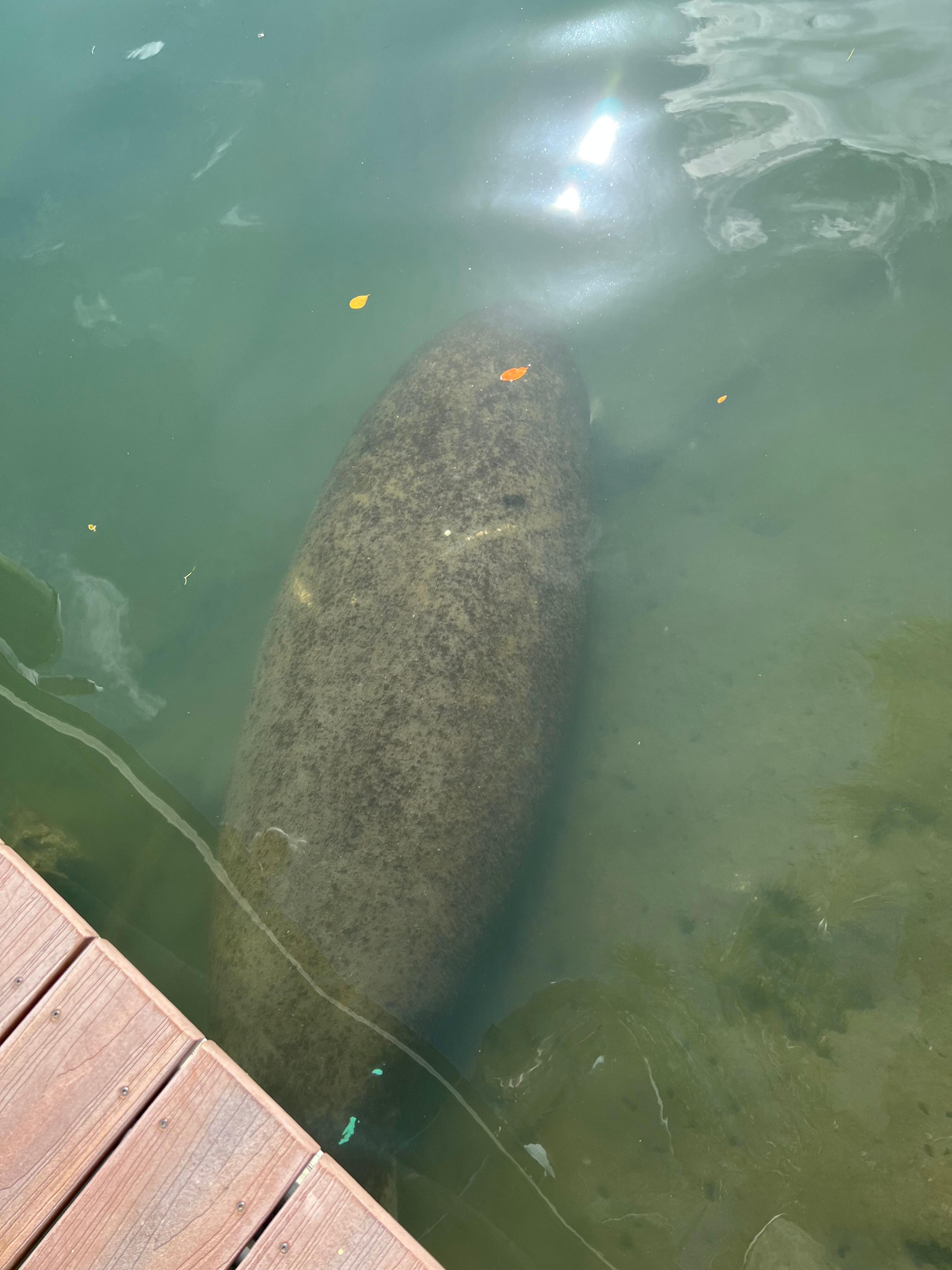 Saw a manatee swim by one morning 