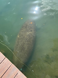 Saw a manatee swim by one morning