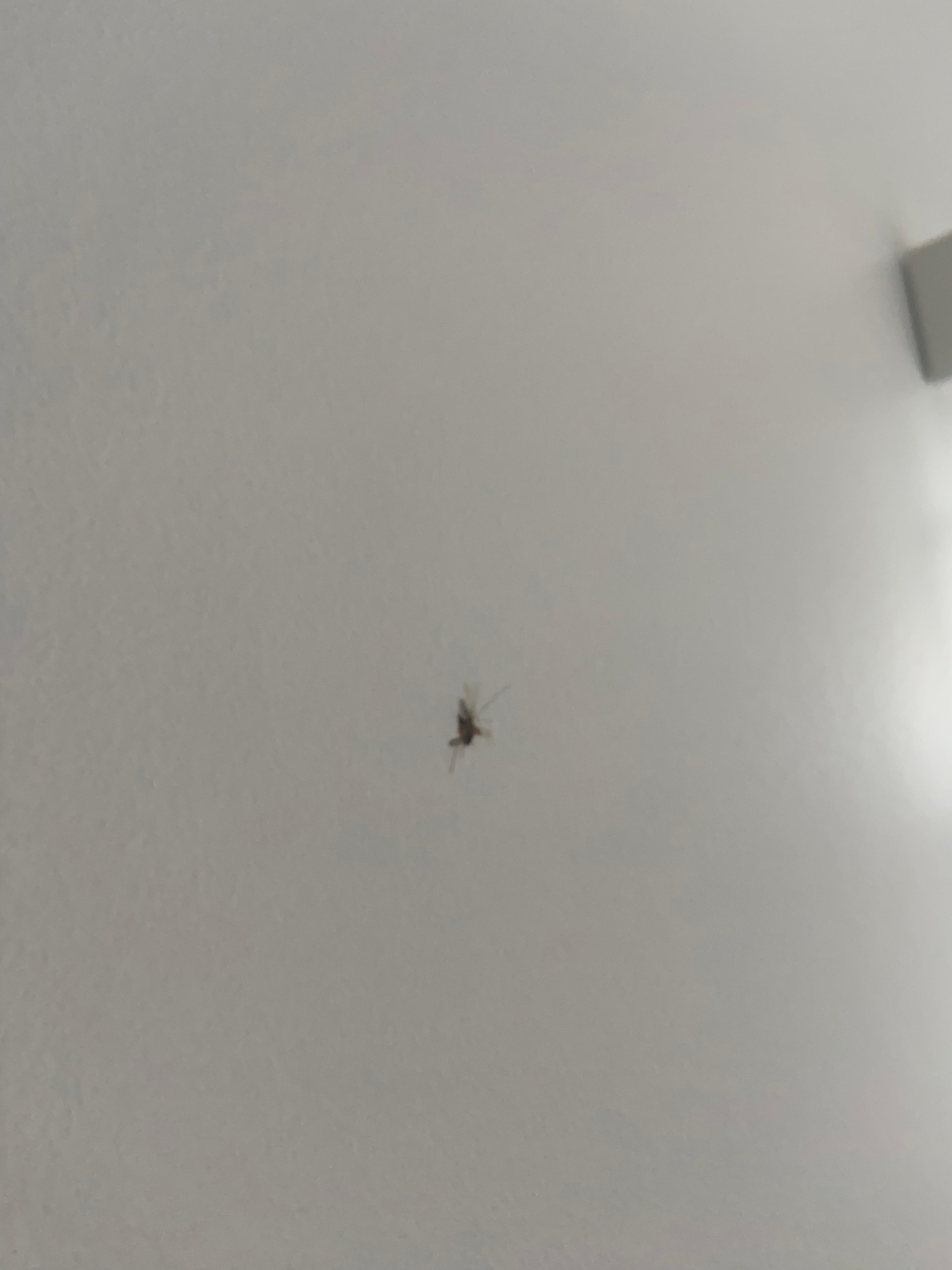 Moustique mort sur le mur de la cuisine 