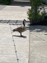Our friendly pets for the week. They wander on premises, but adorable.