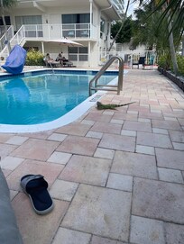 Iguana in pool area. Posing for picture but harmless and run away when people move around.