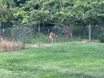 Deer in the backyard