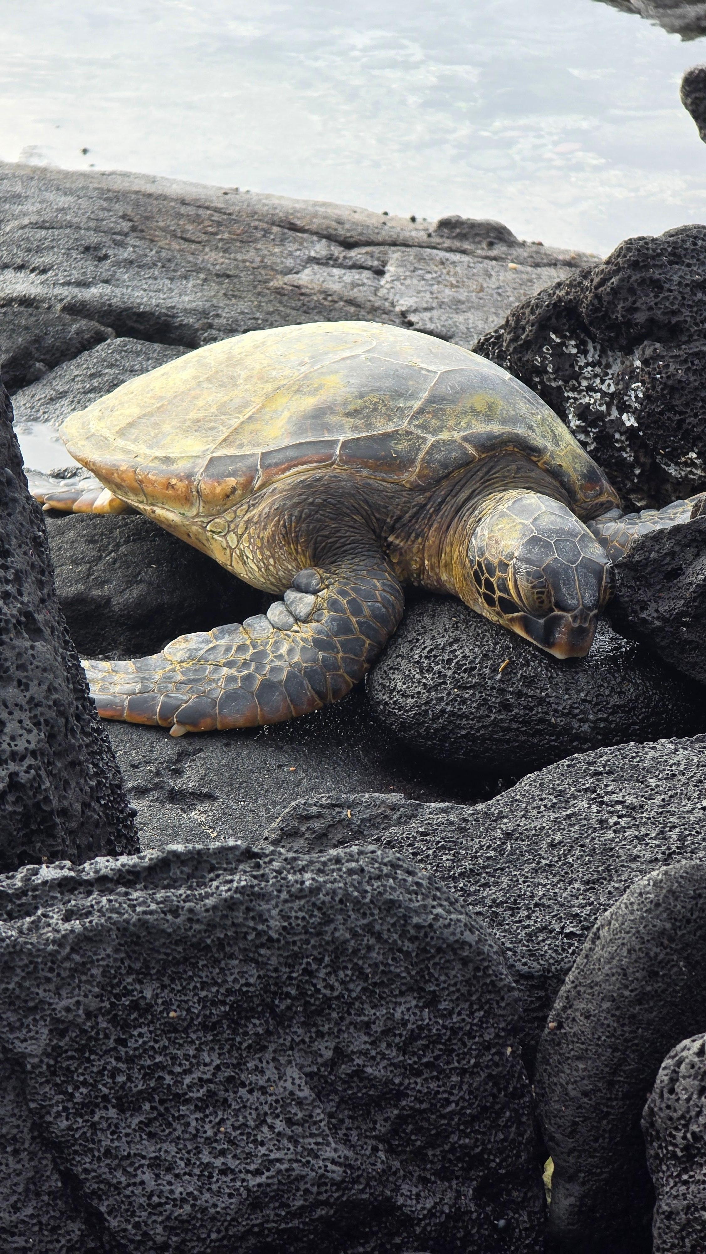 Friendly Sea Turtle welcoming us to the place