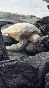 Friendly Sea Turtle welcoming us to the place