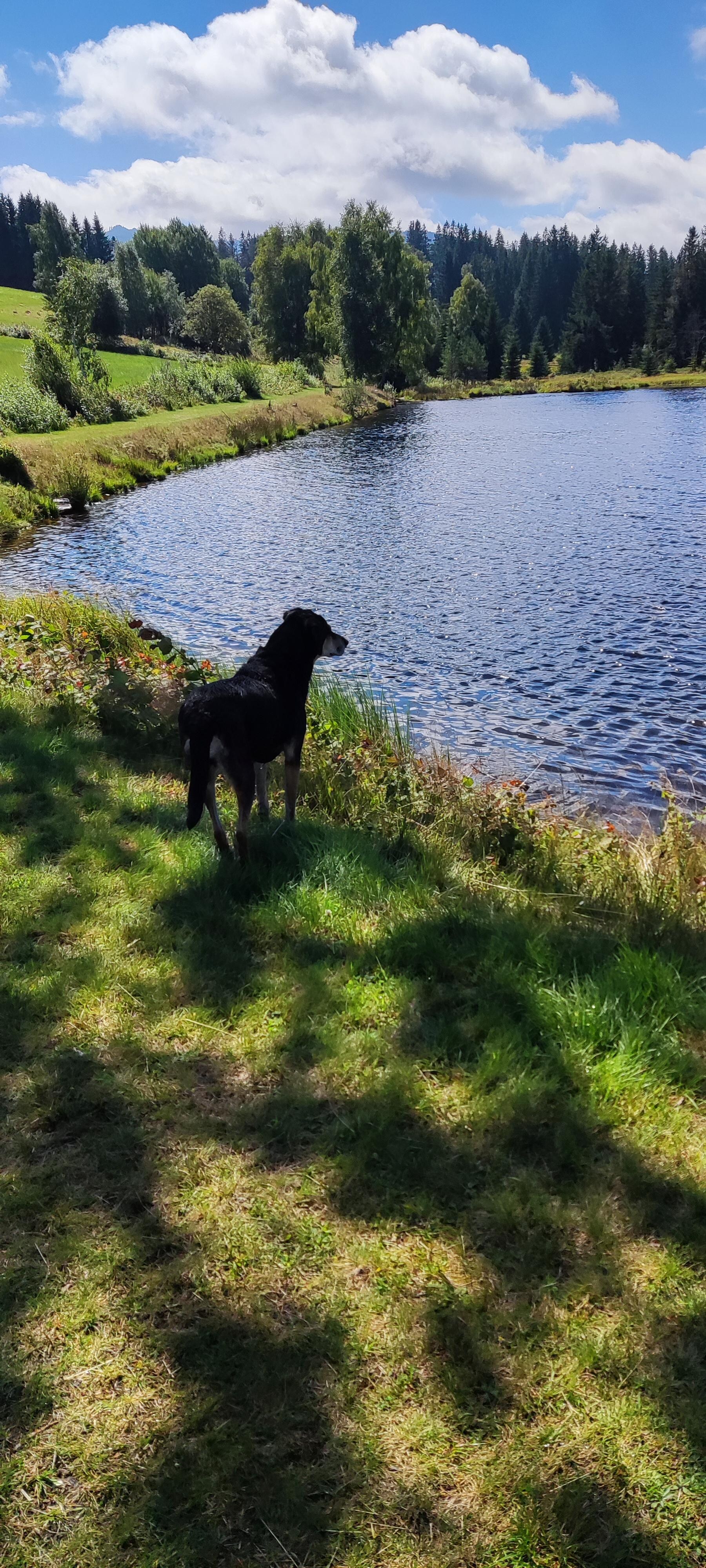 Auch unser Hund hat den Urlaub genossen und durfte sogar im Naturbadesee schwimmen 