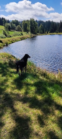 Auch unser Hund hat den Urlaub genossen und durfte sogar im Naturbadesee schwimmen