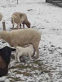Snack time for the new Babies!!