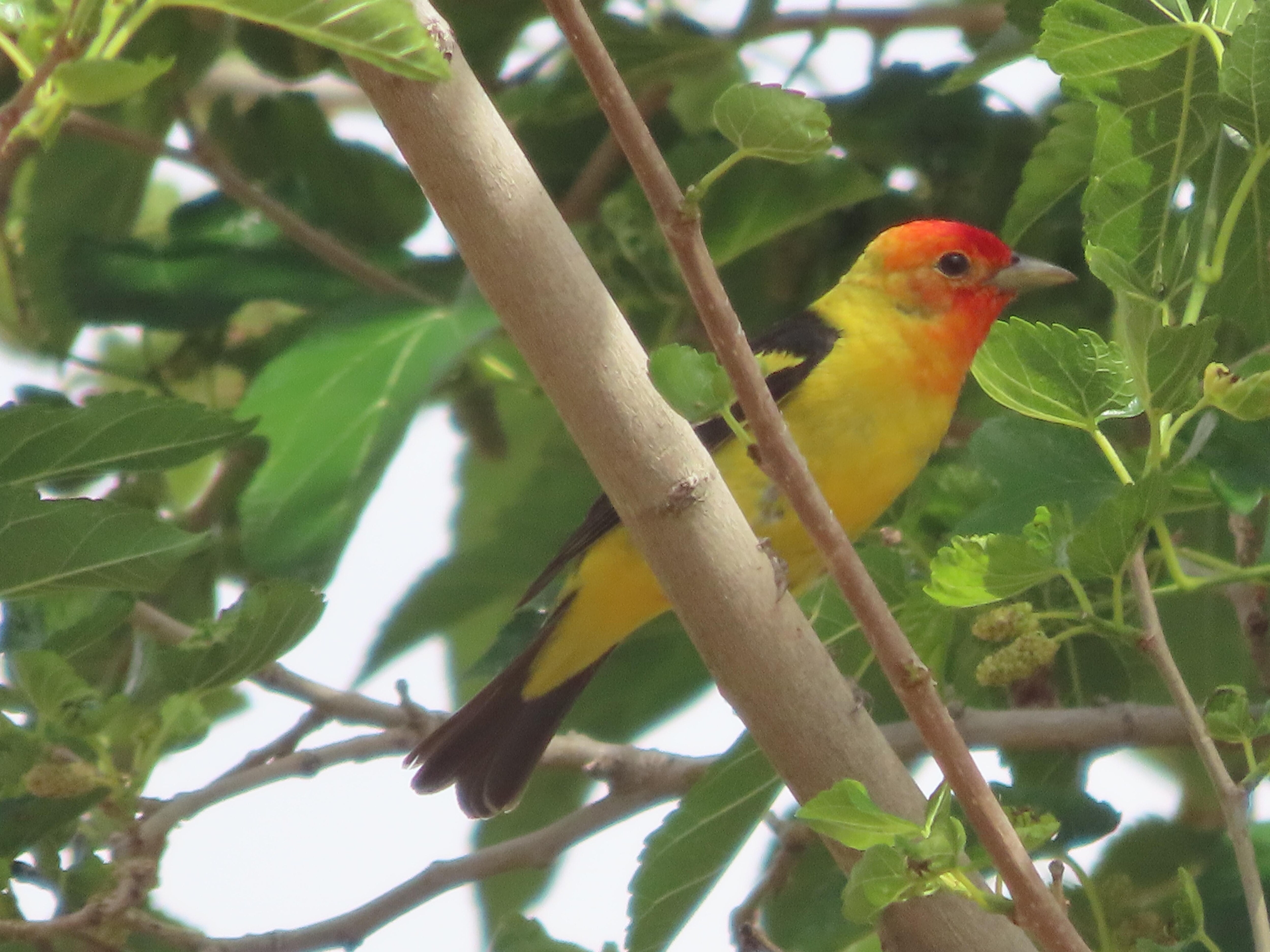 Western Tanager seen from patio
