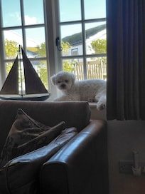 Bobby enjoying the view from the living room window on his cheeky weekend away