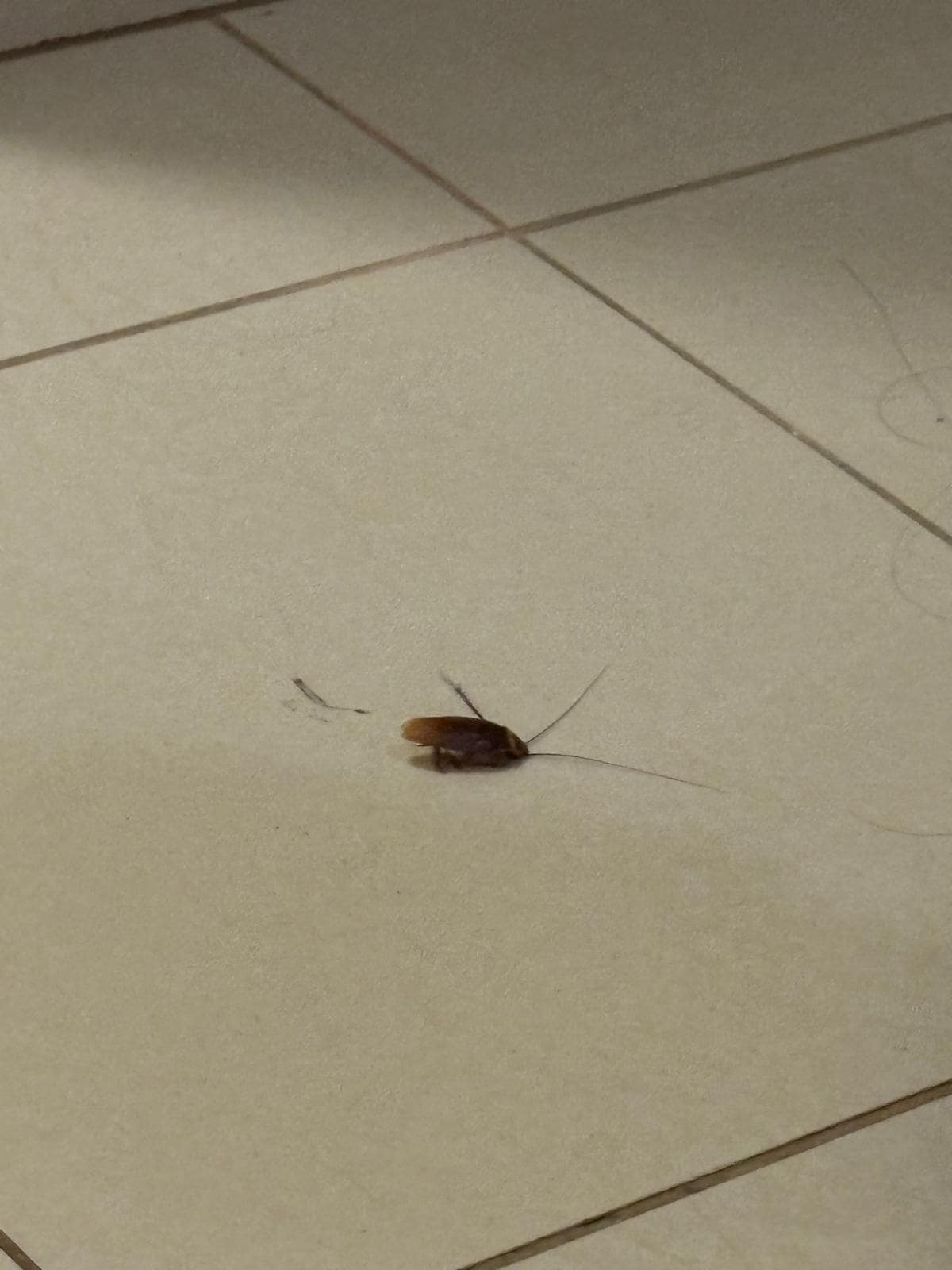 Cockroache in the apartment