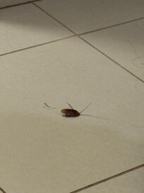 Cockroache in the apartment