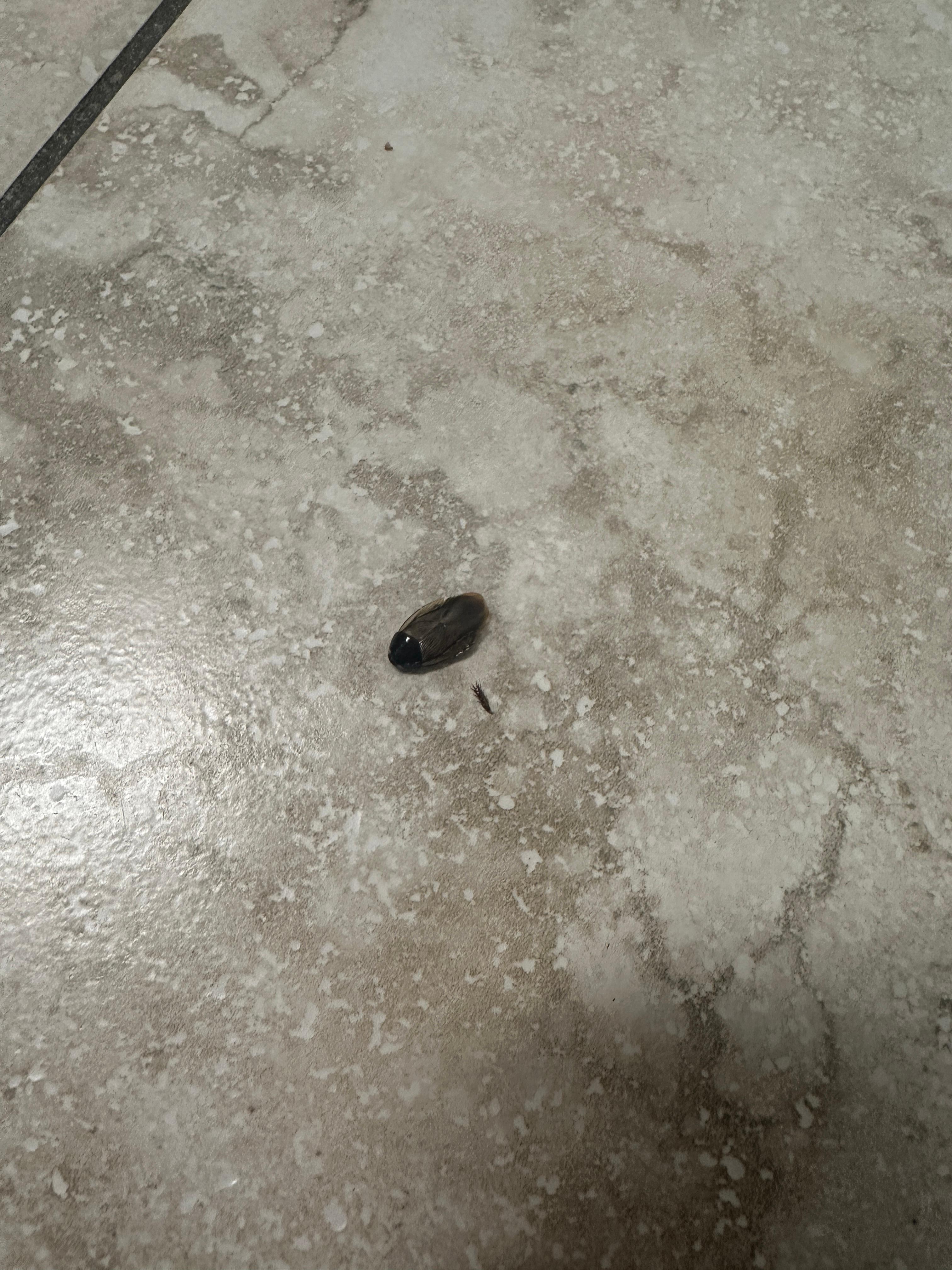 Kitchen floor upon entering 