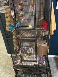 Chautauqua SPCA: please help