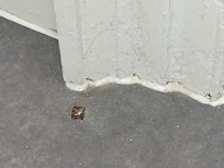 More than one place with long black hairs. Not ours