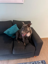 Happy pup just people watching